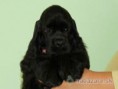 /album/americky-kokerspaniel/images-4-jpg/